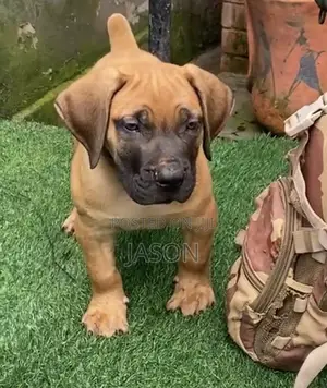 1-3 months Female Purebred Boerboel