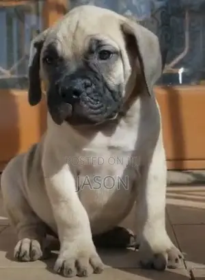 1-3 months Female Purebred Boerboel