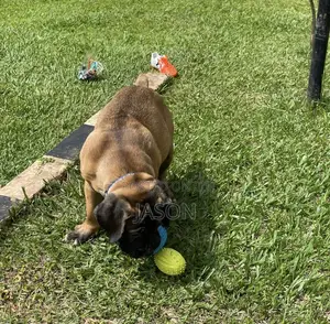 1-3 months Male Purebred Boerboel