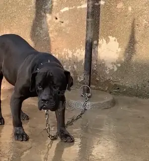 6-12 months Male Purebred Cane Corso