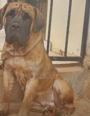 1+ year Female Purebred Boerboel