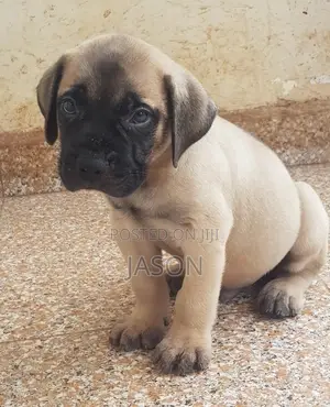 1-3 months Female Purebred Boerboel