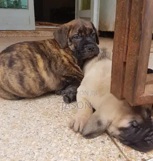 1-3 months Male Purebred Boerboel