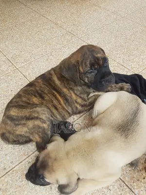 1-3 months Female Purebred Boerboel