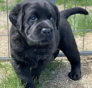 1-3 months Male Purebred Boerboel