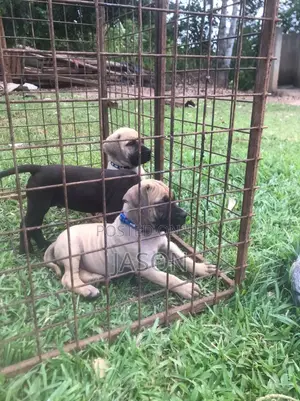 1-3 months Male Purebred Boerboel