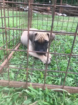 1-3 months Female Purebred Boerboel