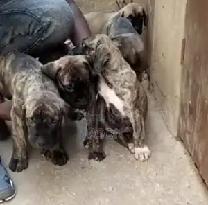1-3 months Female Purebred Boerboel