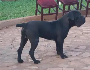 6-12 months Male Purebred Bullmastiff