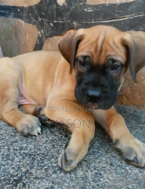 1-3 months Female Purebred Boerboel