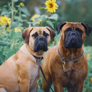 6-12 months Male Purebred Bullmastiff
