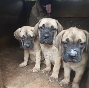 1-3 months Male Purebred Boerboel