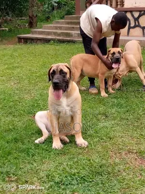 3-6 months Male Purebred Boerboel