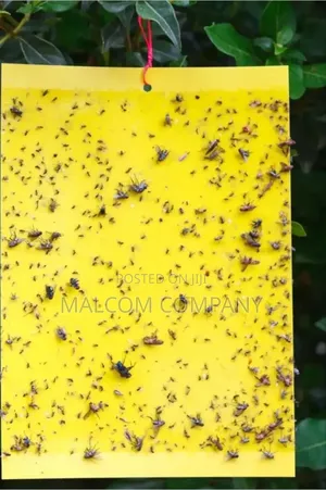 Flying Insects Traps 10pcs
