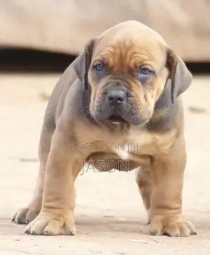 1-3 months Male Purebred Boerboel