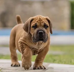 1-3 months Female Purebred Boerboel