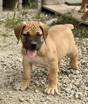 3-6 months Male Purebred Boerboel