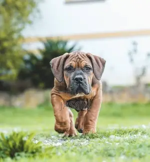 1-3 months Male Purebred Boerboel