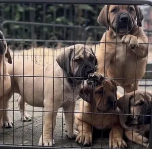 3-6 months Male Purebred Boerboel
