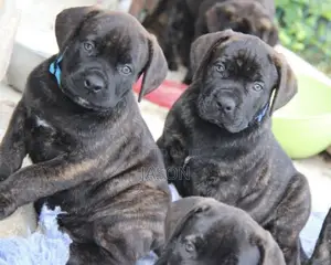1-3 months Male Purebred Boerboel