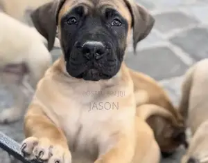 1-3 months Female Purebred Boerboel