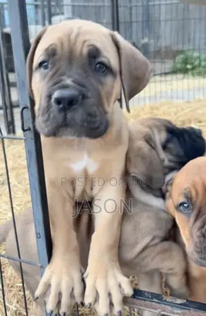 1-3 months Female Purebred Boerboel