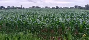 100 Acres of Land in Baale Kayunga