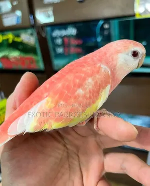 Colorful Parrots Trained
