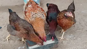 Local Chicken All Sizes