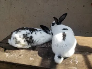 Exotic Rabbits