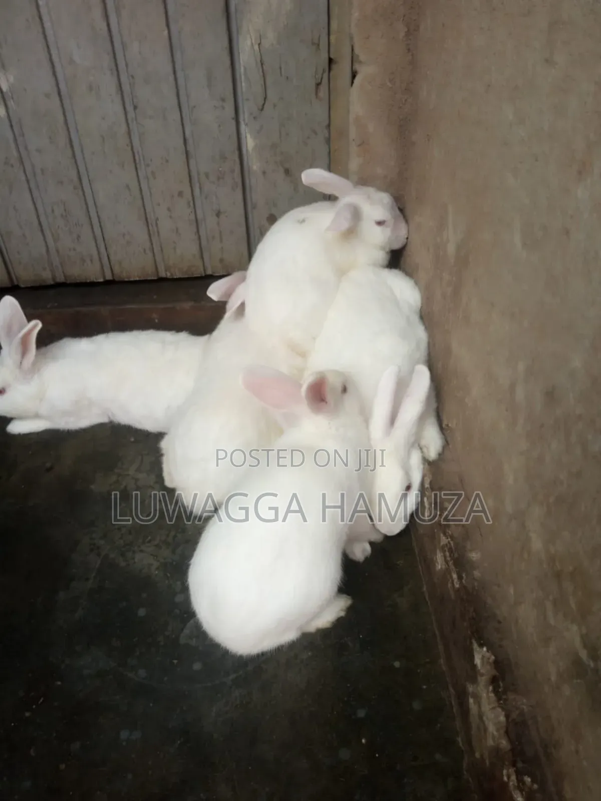 Exotic Rabbits