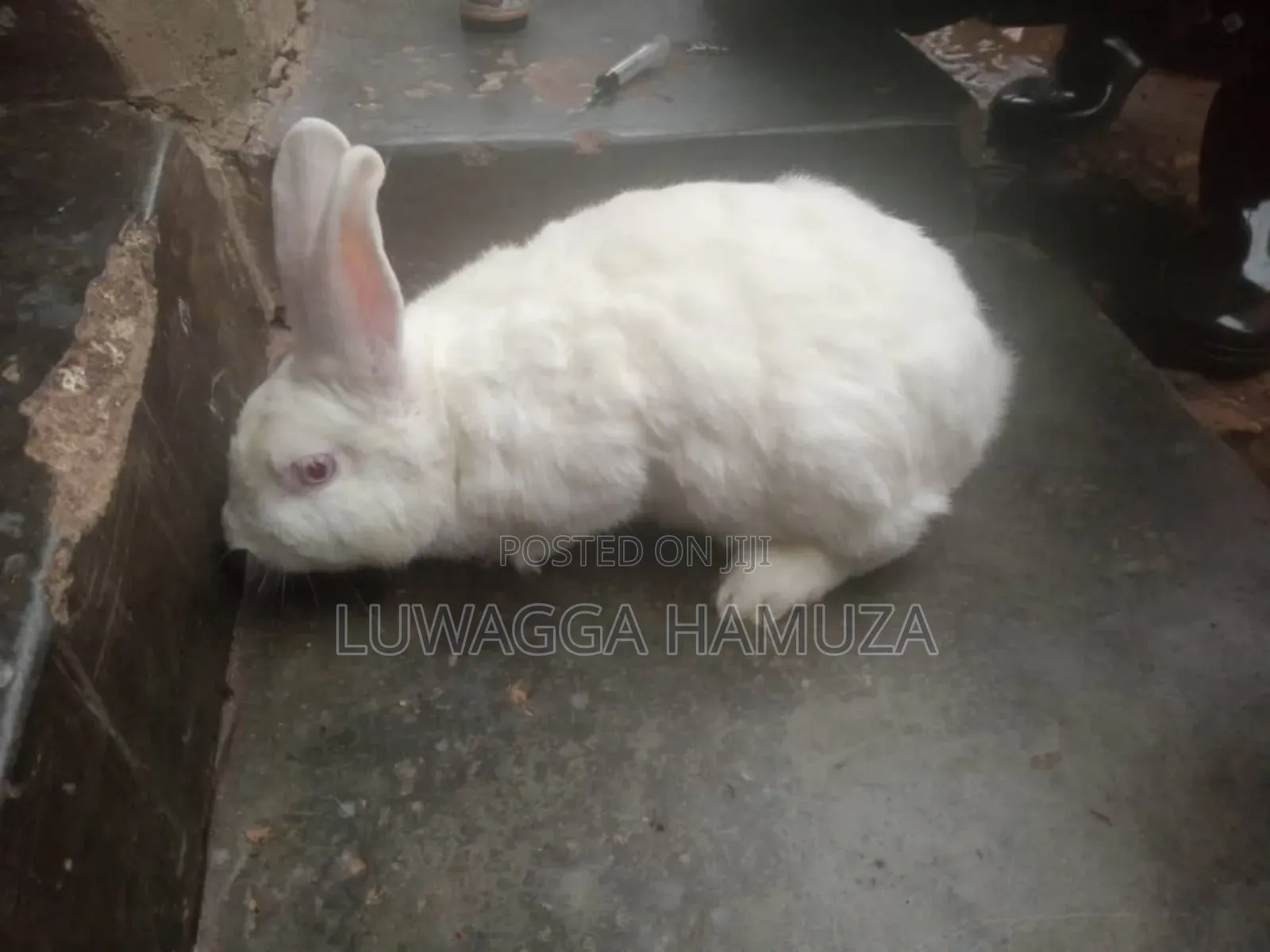 Exotic Rabbits