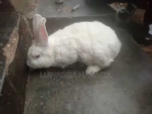 Exotic Rabbits