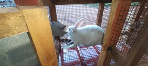 Exotic Rabbits