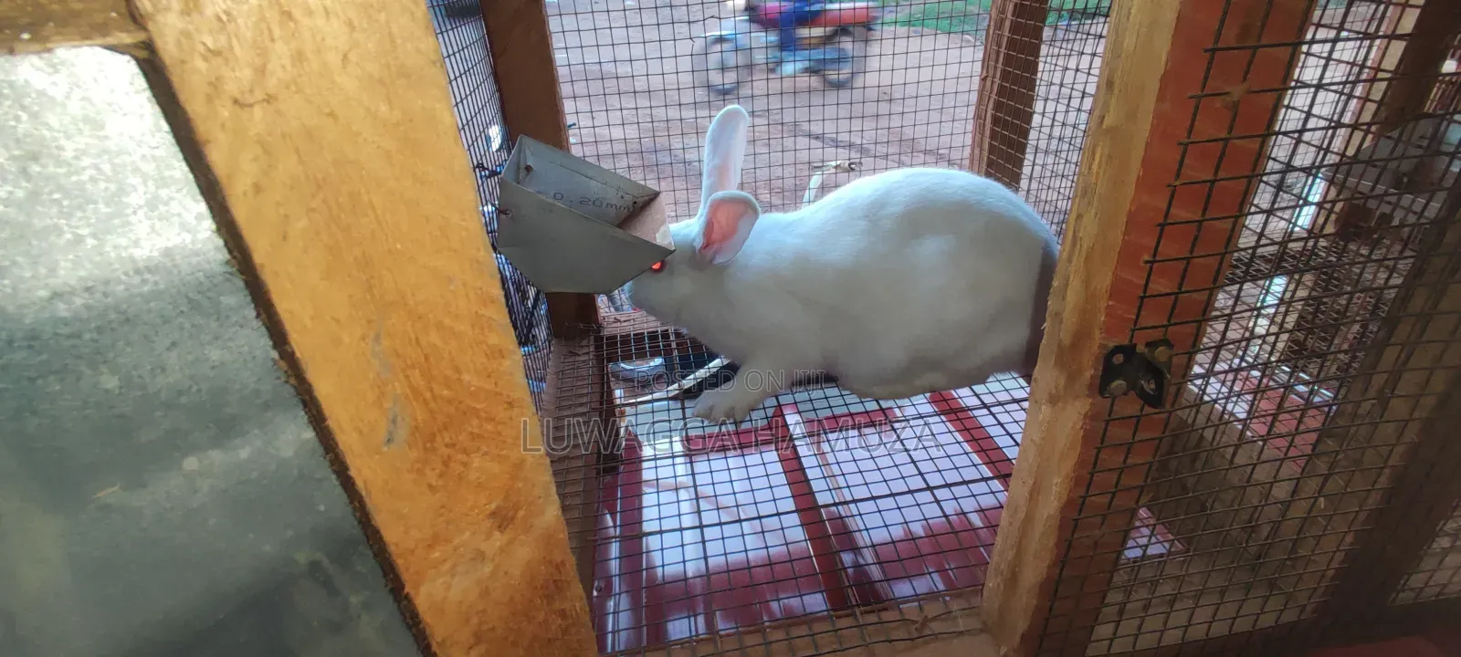 Exotic Rabbits