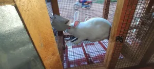 Exotic Rabbits