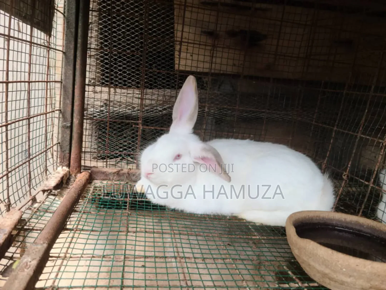 Exotic Rabbits