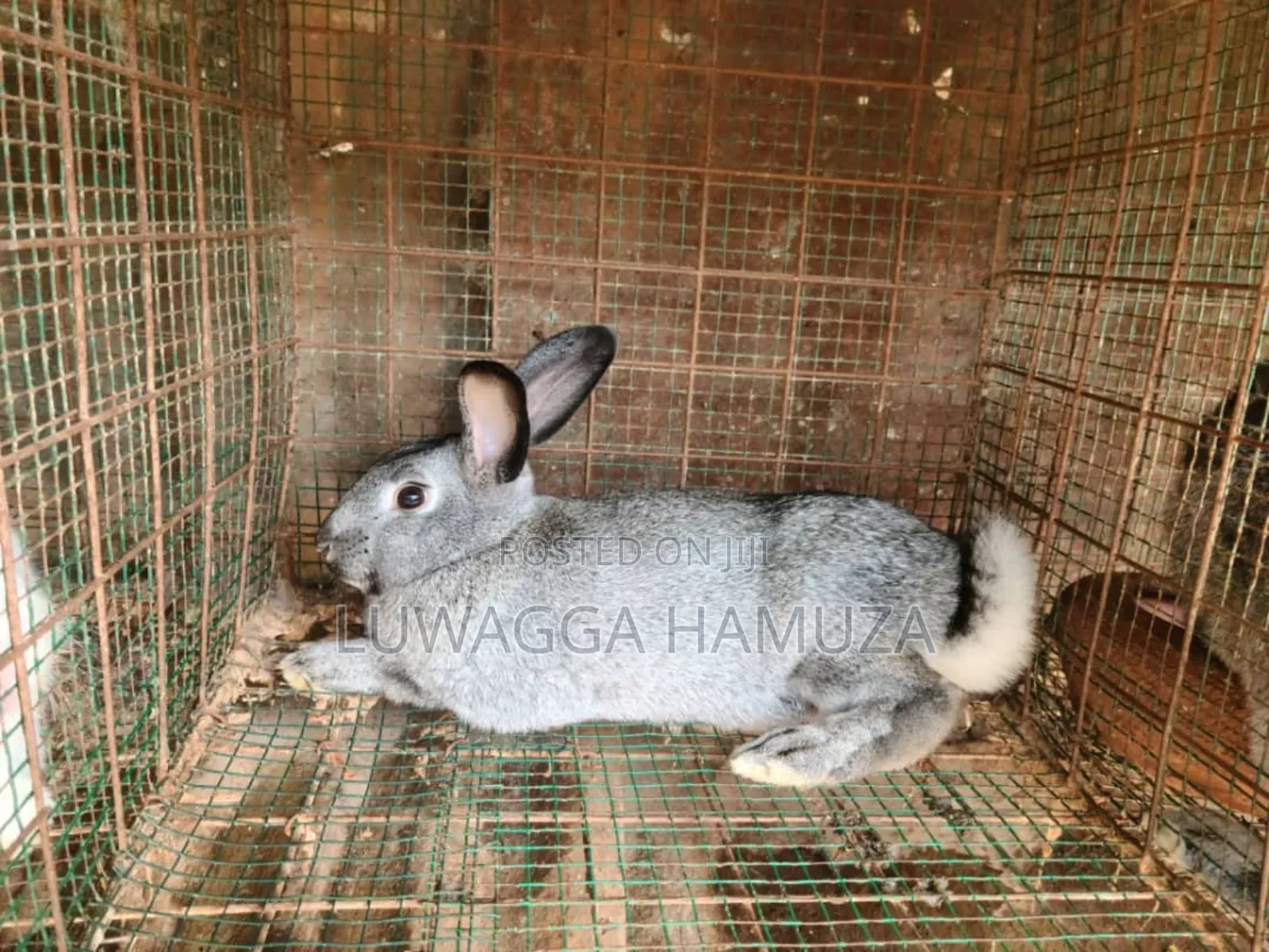 Exotic Rabbits