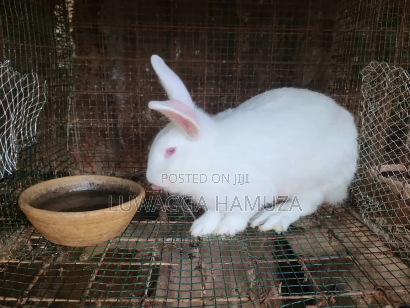Exotic Rabbits