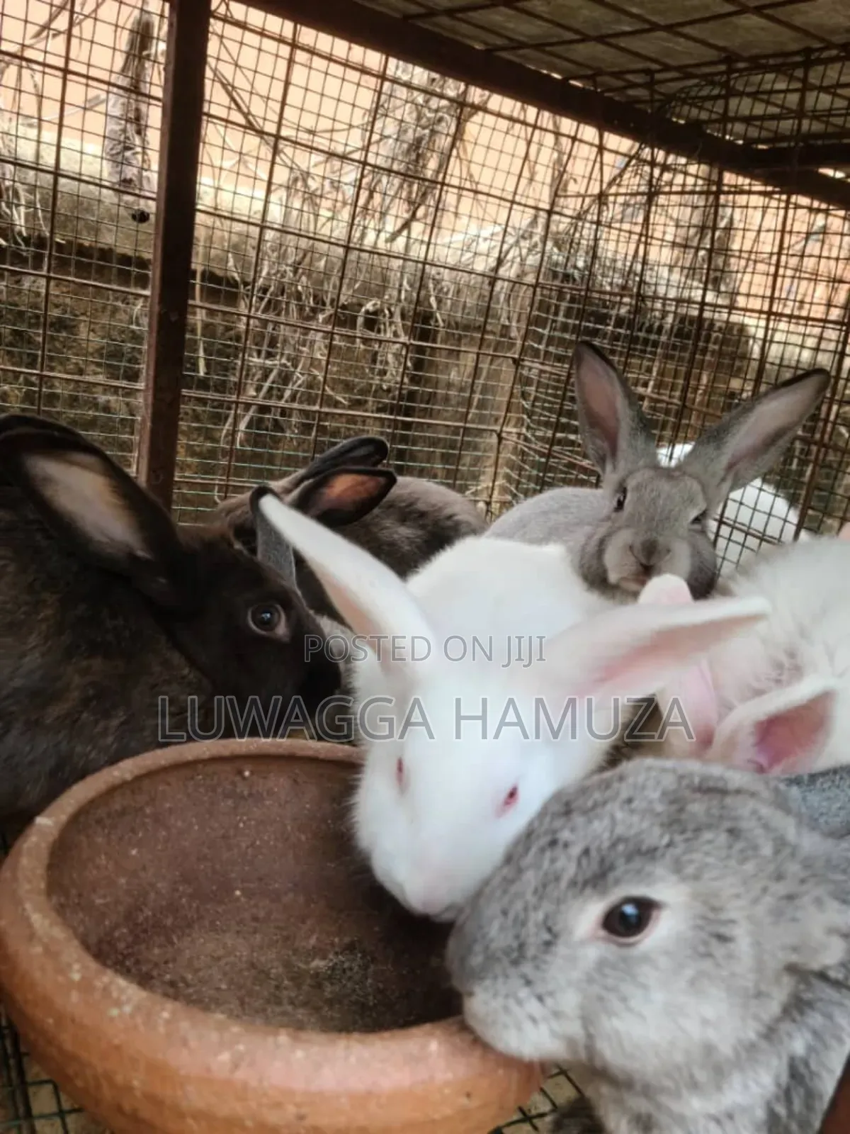 Exotic Rabbits