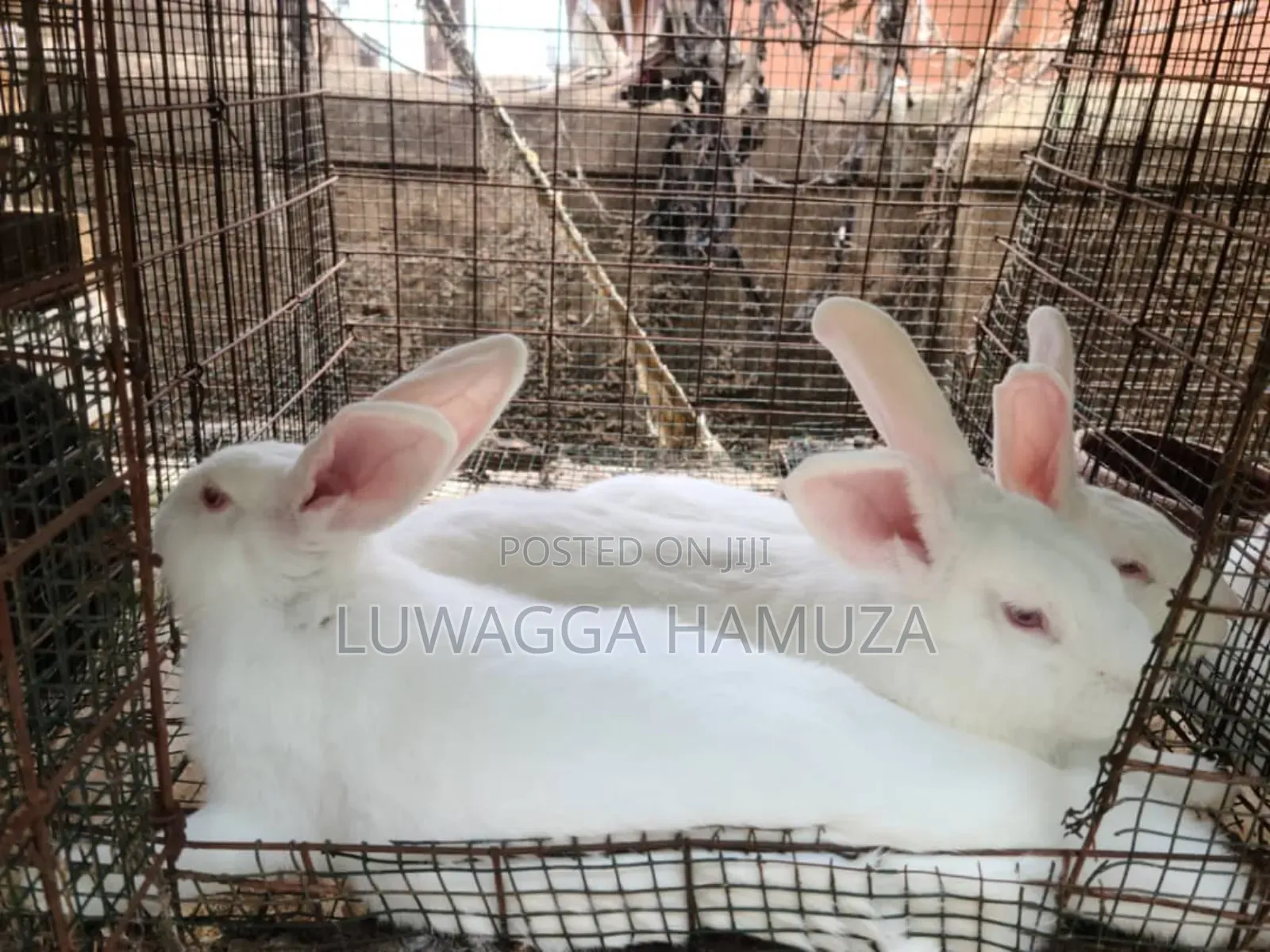 Exotic Rabbits