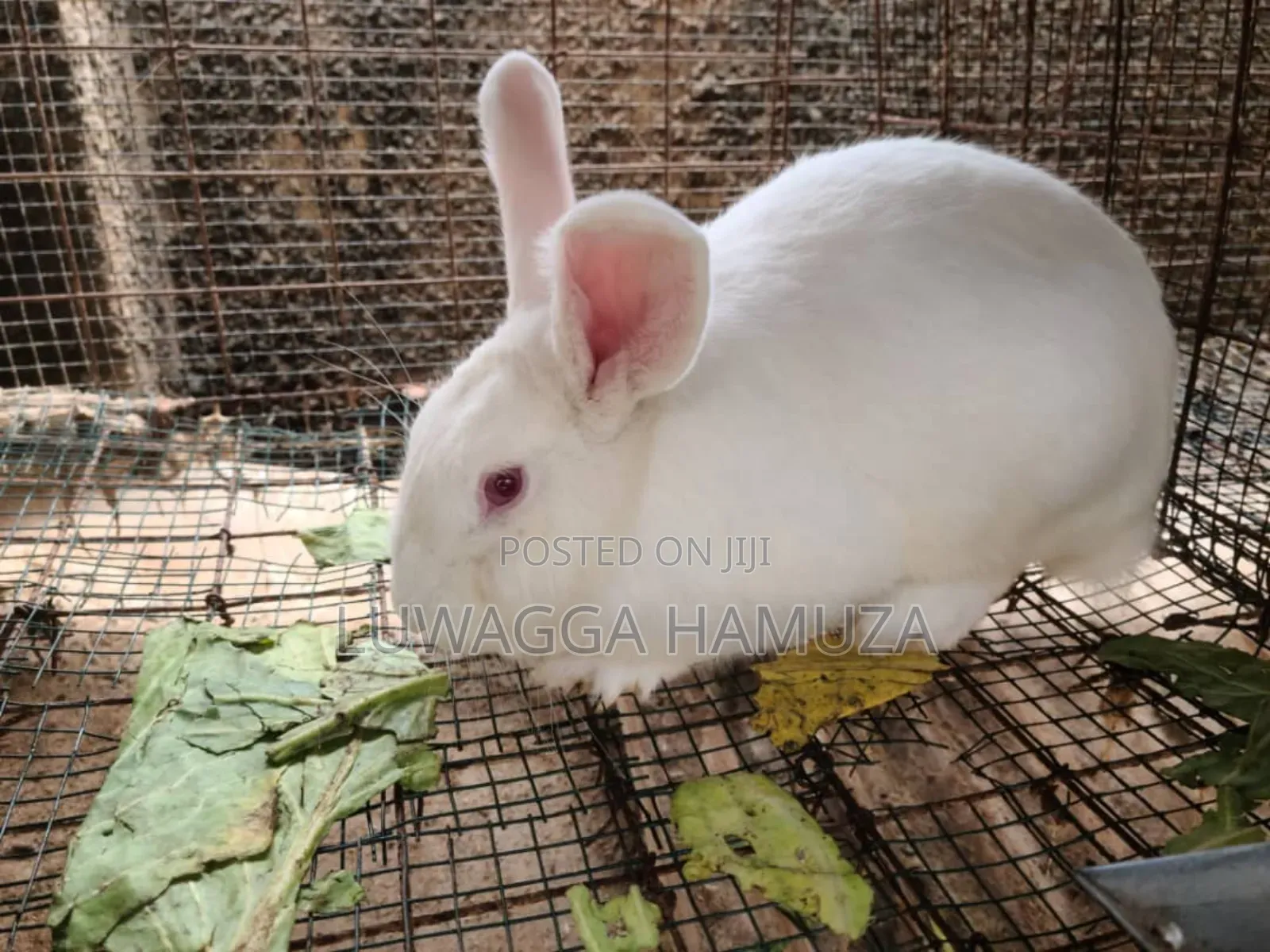 Exotic Rabbits
