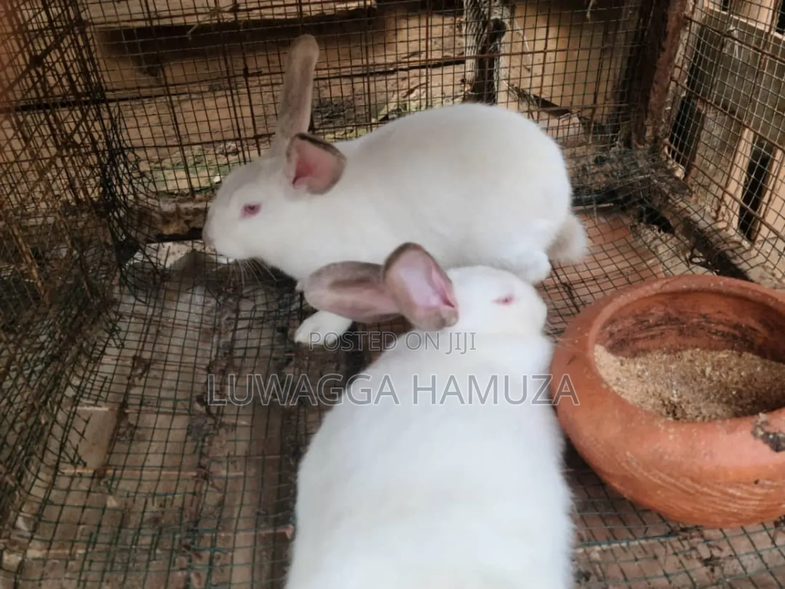 Exotic Rabbits