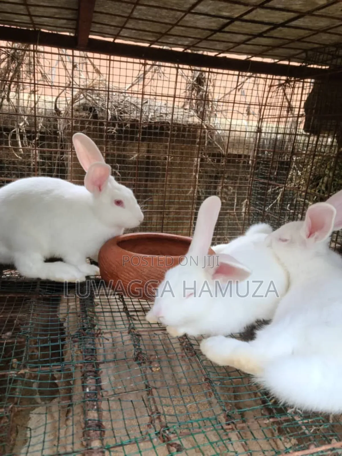 Exotic Rabbits