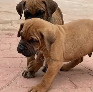 3-6 months Male Purebred Boerboel