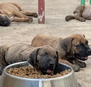 1-3 months Female Purebred Boerboel