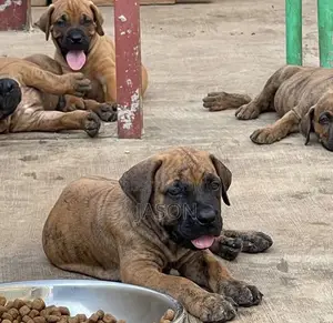 1-3 months Female Purebred Boerboel