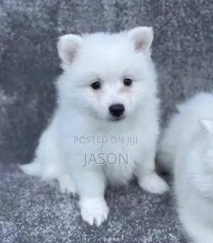 1-3 months Male Purebred Japanese Spitz