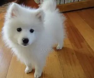 1-3 months Male Purebred Japanese Spitz