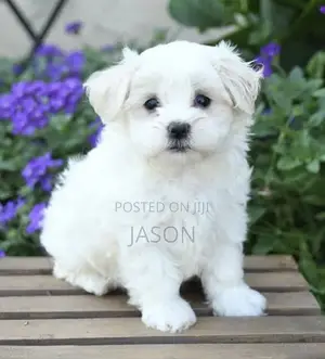 1-3 months Male Purebred Maltese
